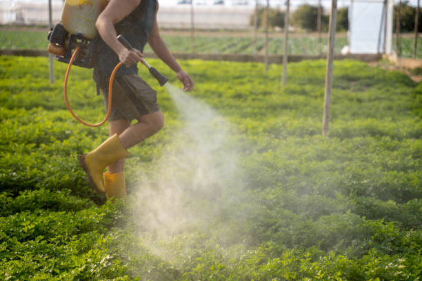 Best Affordable Pest Control Services  in Colma, CA