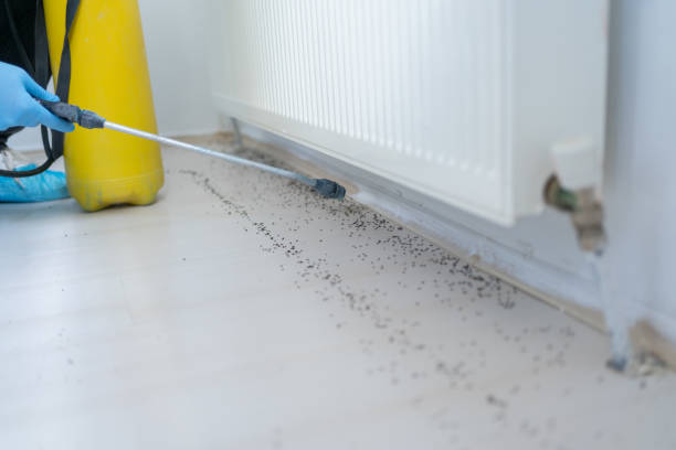 Best Exterminator Services  in Colma, CA