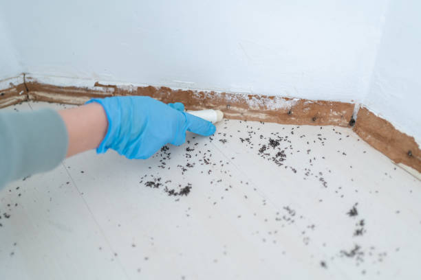 Best Local Pest Control Services  in Colma, CA